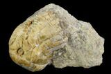 Fossil Crinoid (Zeacrinites) - Alabama #122392-1
